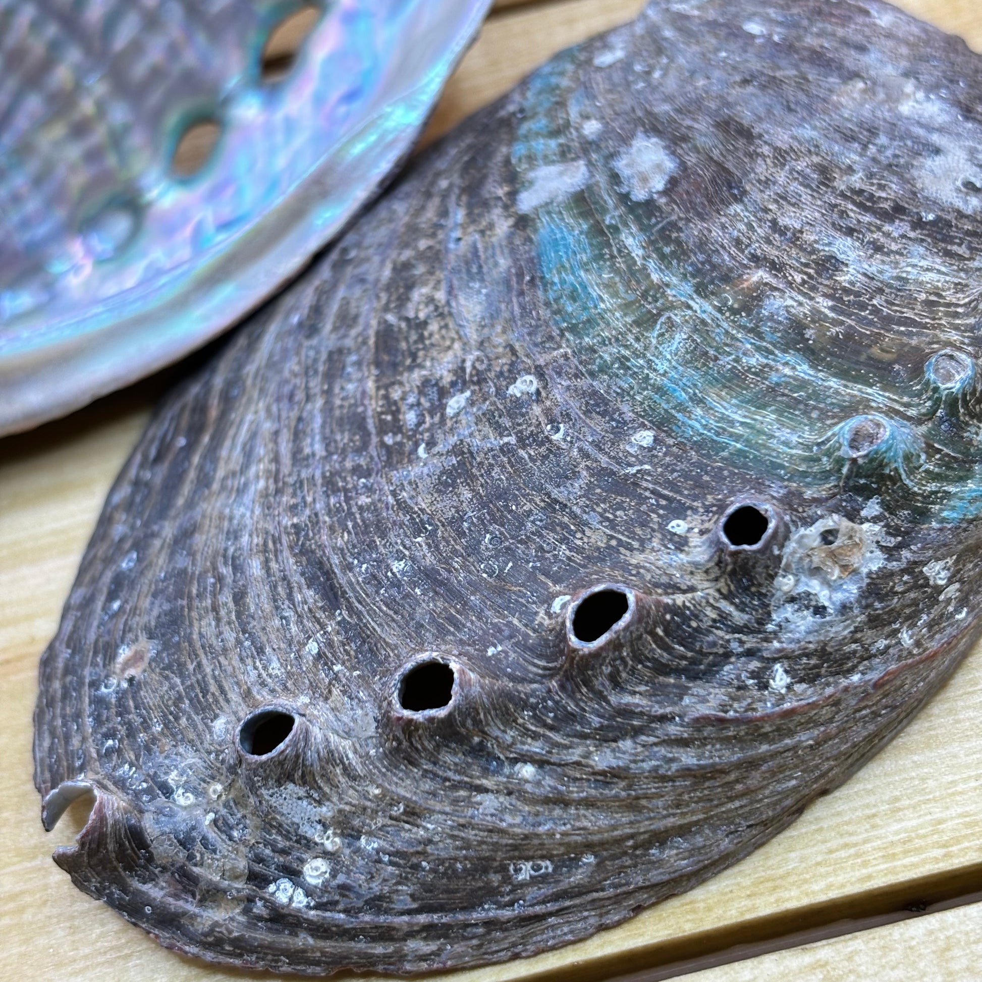 Beautiful large abalone shell, commonly used with sage smudge sticks for space and aura clearing. Most people recognise Abalone as being a shell used for smudging...however it does have its own healing qualities - good for the eyes, aids detoxing, reduces physical tension and helps build physical strength. Good for love, relaxation and letting go of emotions